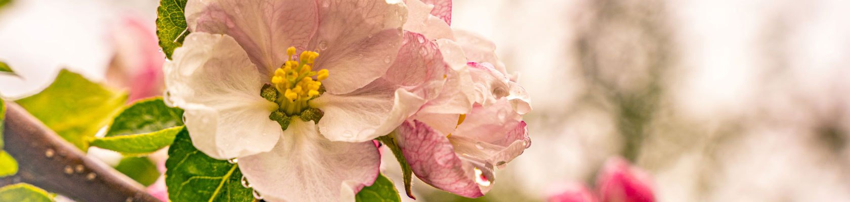 Frühling in der Buckligen Welt, © Wiener Alpen/Luckerbauer - Flotoanker Frühling in der Buckligen Welt, © Wiener Alpen/Luckerbauer - Flotoanker