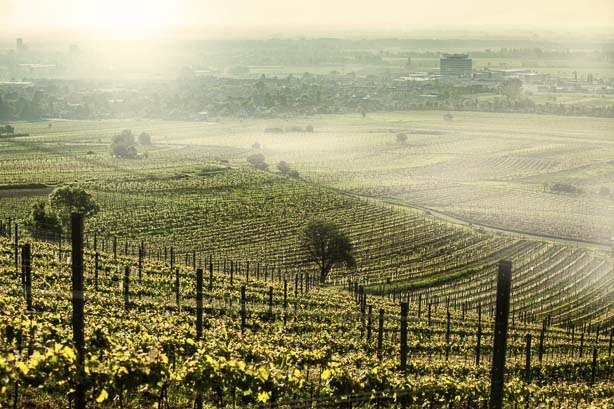 Blick vom Anninger, © Johanneshof Reinisch Blick vom Anninger, © Johanneshof Reinisch