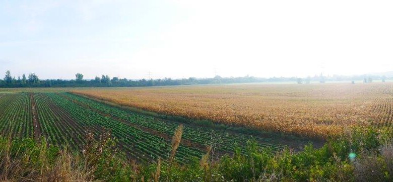 Die bronzezeitlichen Gräberfelder in Franzhausen, © ARDIG/Volker Lindinger Die bronzezeitlichen Gräberfelder in Franzhausen, © ARDIG/Volker Lindinger