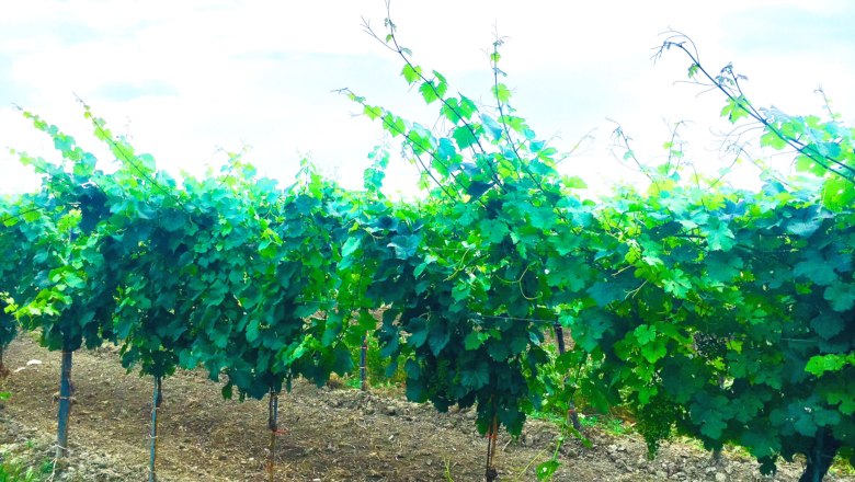 Landhaus Weingarten, © Fam. Ritz Reihen von Weinreben in einem Weingarten unter blauem Himmel.
