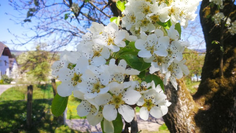 Blühende Natur am Mayerhof, © Fam. Mayer Blühender Obstbaum im Frühling