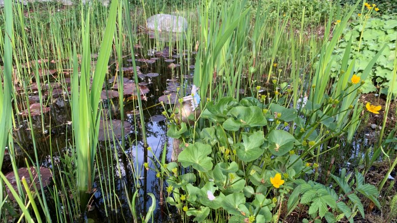 Seerosen, © Hofbauer Ein Teich mit Seerosen, Schilf und gelben Blumen, umgeben von einer Steinmauer und Pflanzen.