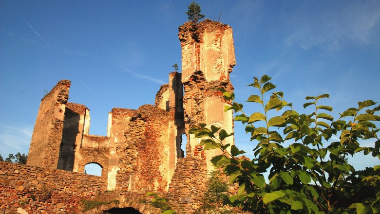 Ruine Kollmitz, © Waldviertel Tourismus, Reinhard Mandl Ruine Kollmitz mit blauem Himmel und Pflanzen im Vordergrund.