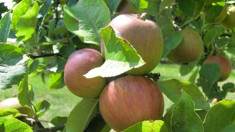 Apfelbäume, © Weinviertel Tourismus Apfelbäume, © Weinviertel Tourismus