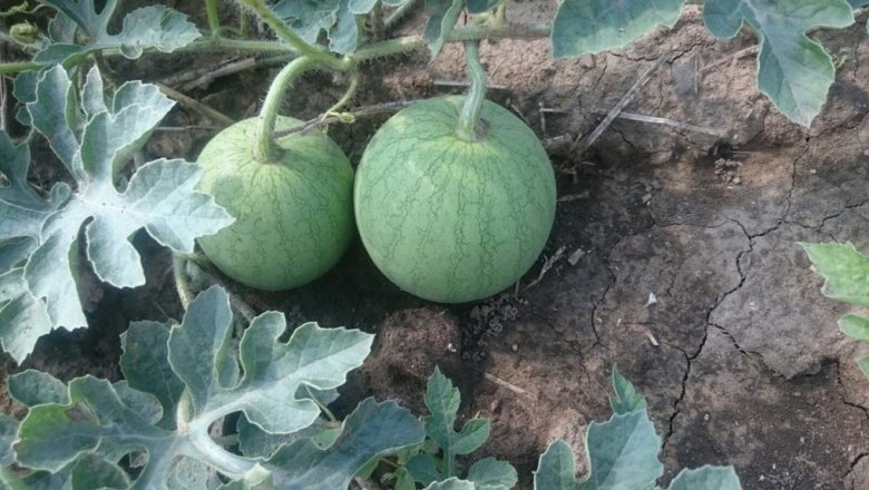 Melonen am Feld, Brucker Melonen, © Lukas Windholz Melonen am Feld, Brucker Melonen, © Lukas Windholz