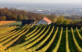 Altenberg Ausblick, © Cornelia Wurst Weinberge mit gelben Blättern und einem kleinen Haus im Hintergrund.