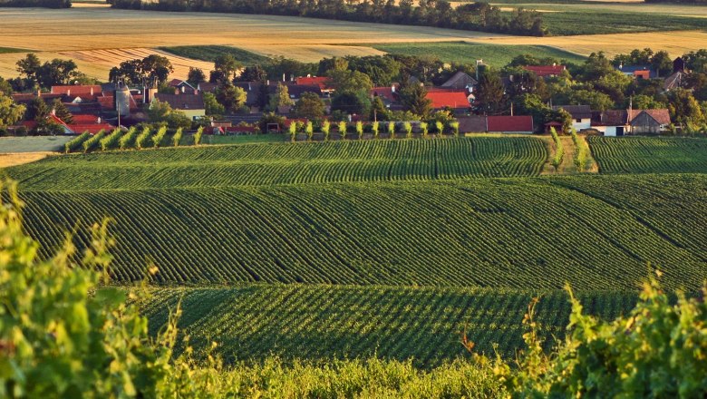 Pillichsdorf, © Thomas Falch Landschaft mit Weinbergen und Dorf im Hintergrund.