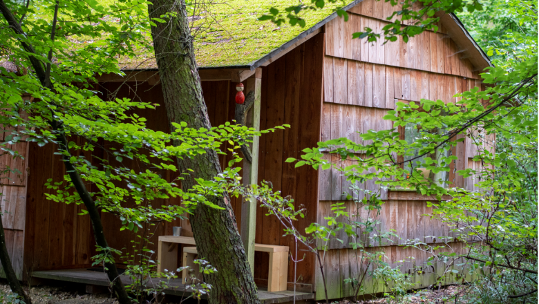 Waldhütte außen, © Ochys Eine kleine Holzhütte im Wald mit Moos auf dem Dach, umgeben von Bäumen und Pflanzen.