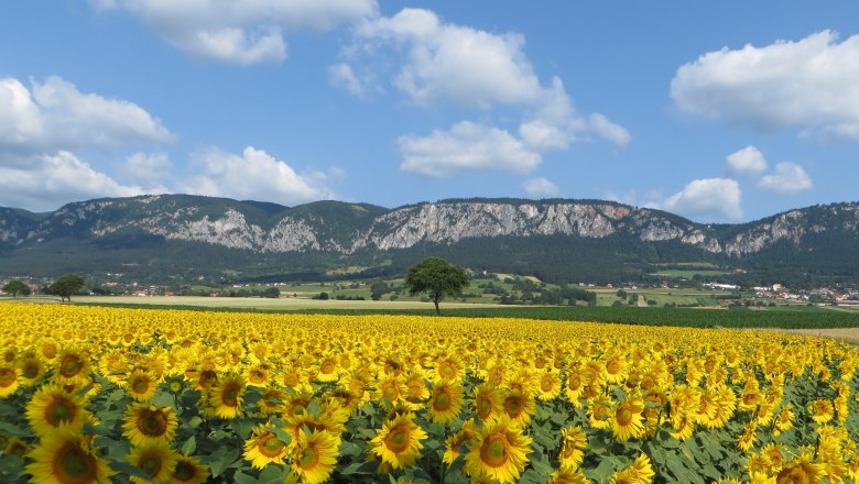 Panorama Hohe Wand, © Naturpark Hohe Wand Ein Sonnenblumenfeld vor einer Bergkette unter blauem Himmel mit weißen Wolken.