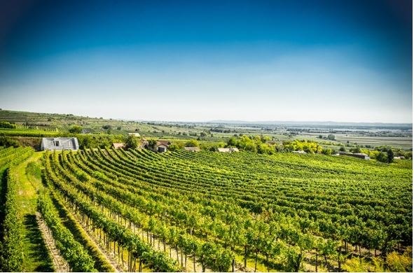 Weingut Franz Anton Mayer GmbH, © Weingut Franz Anton Mayer GmbH Weingut Franz Anton Mayer GmbH, © Weingut Franz Anton Mayer GmbH