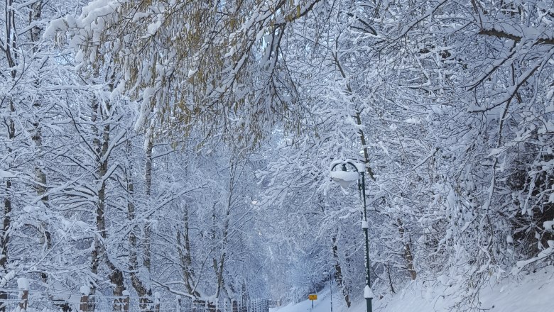 Einfahrt Schrattenbach, © Gruber Claudia Verschneite Straße mit Bäumen und Zaun im Winter.