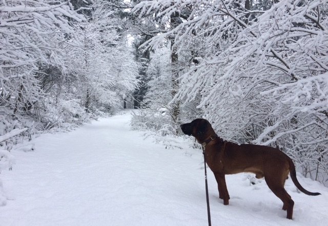 Unbändige Freude über frischen Schnee, © Niederösterreich-Werbung Unbändige Freude über frischen Schnee, © Niederösterreich-Werbung