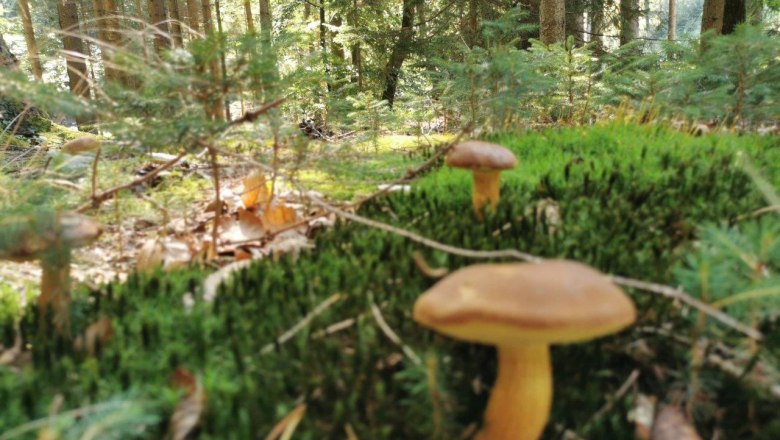 Waldluftbaden, © W.I.I.TT Waldluftbaden, © W.I.I.TT