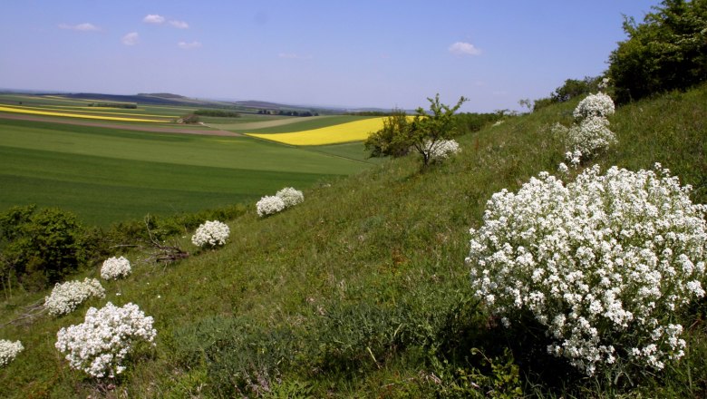 Ottenthal, © Gemeinde Ottenthal Hügelige Landschaft mit weißen Blütenbüschen und Feldern im Hintergrund.