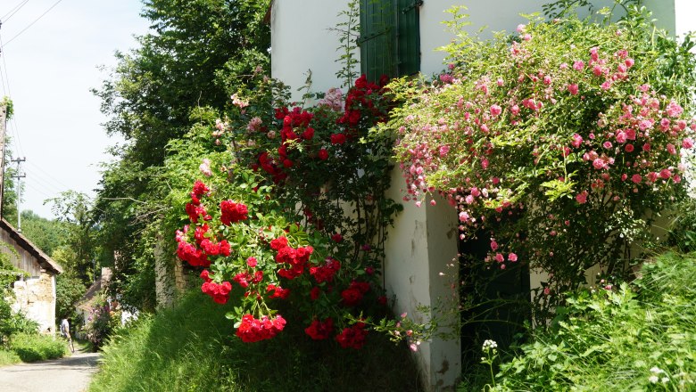 Kellergasse in Ameis, © Marktgemeinde Staatz Ein schmaler Weg mit blühenden roten und rosa Rosen an einem weißen Gebäude.