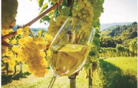 Weinbau "Luki", © Ludwig Kirchhofer Weinbau "Luki", © Ludwig Kirchhofer