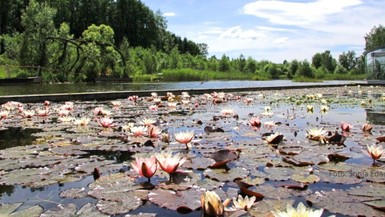 Seerosen im Wassergarten, © Sonja Eder Seerosen auf einem Teich in einem Wassergarten mit Bäumen im Hintergrund.