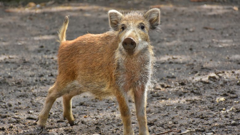 Wildschwein im Naturpark Dobersberg, © Matthias Ledwinka Wildschwein im Naturpark Dobersberg, © Matthias Ledwinka