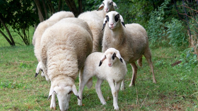 kaerntner-brillenschafe, © Karnerhof kaerntner-brillenschafe, © Karnerhof