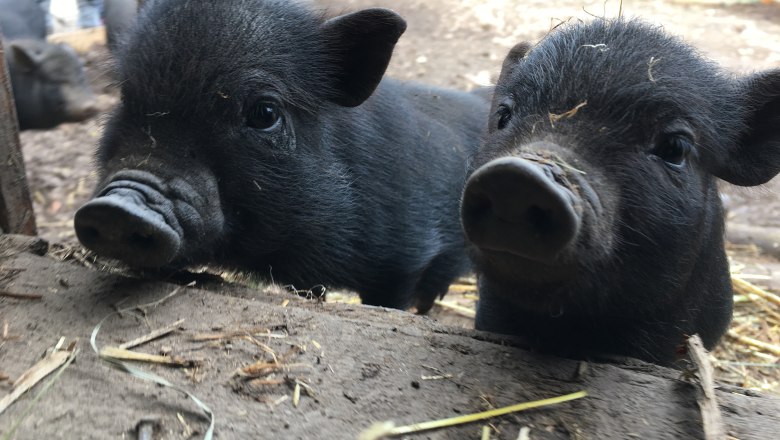 Süße Schweinchen im Naturpark Hohe Wand, © Naturpark Hohe Wand Süße Schweinchen im Naturpark Hohe Wand, © Naturpark Hohe Wand