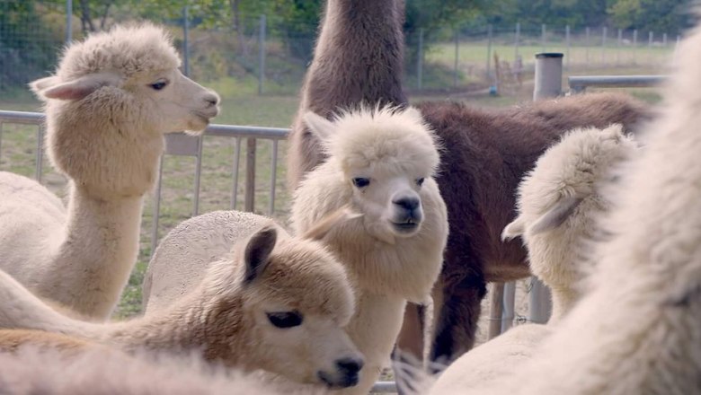 Alpaka-Erlebnis im Wienerwald, © (c) Karina Pöschl Alpaka-Erlebnis im Wienerwald, © (c) Karina Pöschl