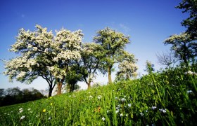 Mostviertel, © weinfranz.at Blühende Obstbäume auf einer grünen Wiese unter blauem Himmel.