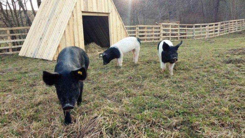 Schweine, © Gudrun Berndl Schweine, © Gudrun Berndl