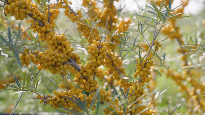 Sanddorn, © Andel Film Sanddorn, © Andel Film