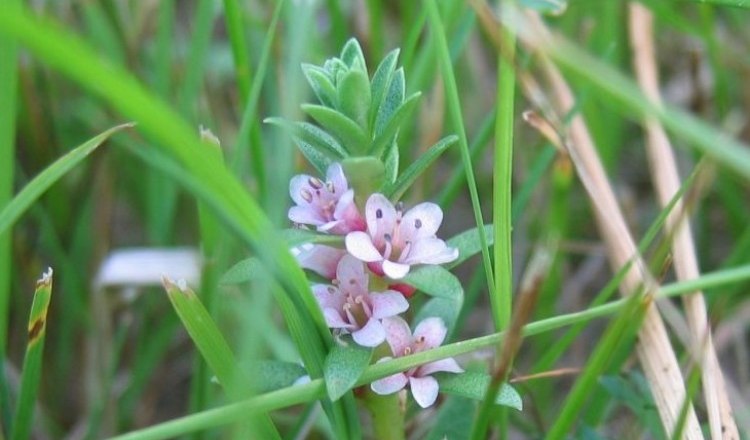 Meerstrandmilchkraut, © Adolf Haider Nahaufnahme einer kleinen Pflanze mit rosa Blüten, umgeben von Gras.