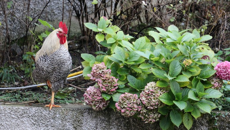 urlaub-beim-almbauer-10, © Almbauer-Familie Wagner urlaub-beim-almbauer-10, © Almbauer-Familie Wagner