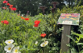 Mohngarten, Islandmohn, © "Natur im Garten" Blühender Garten mit roten und weißen Mohnblumen, Schild mit der Aufschrift 'Island-Mohn'.