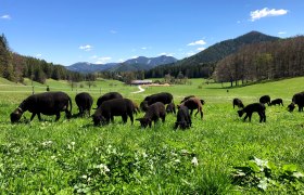 Biohof Scheikl, © Familie Scheikl Biohof Scheikl, © Familie Scheikl