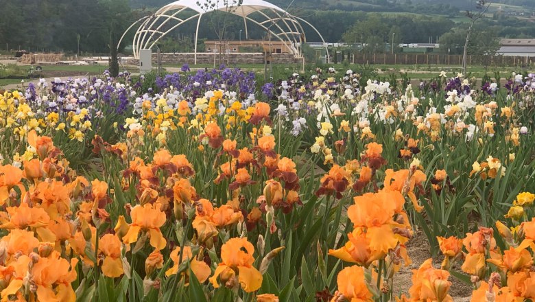 irisfoto, © Oberleitner Gartenkultur irisfoto, © Oberleitner Gartenkultur