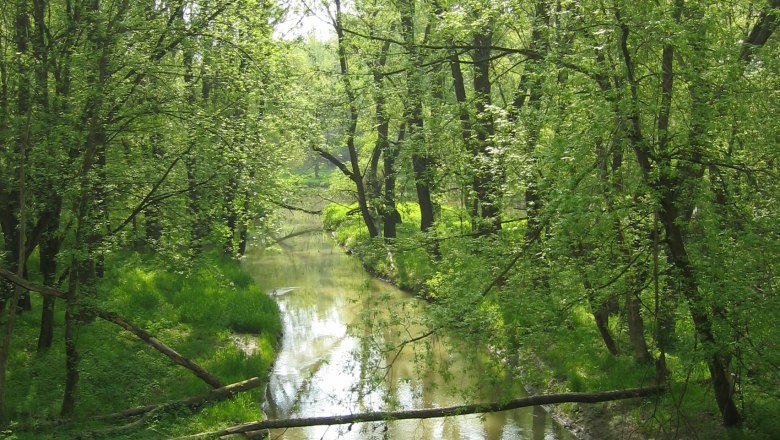 Stockerauer Au, © Stadtgemeinde Stockerau Ein ruhiger Fluss fließt durch einen grünen Wald mit hohen Bäumen.