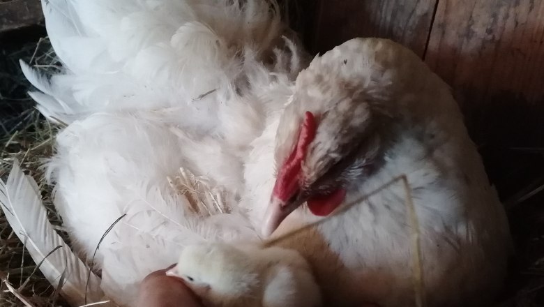 Henne mit Küken, © Lisa Kriegleder Henne mit Küken, © Lisa Kriegleder