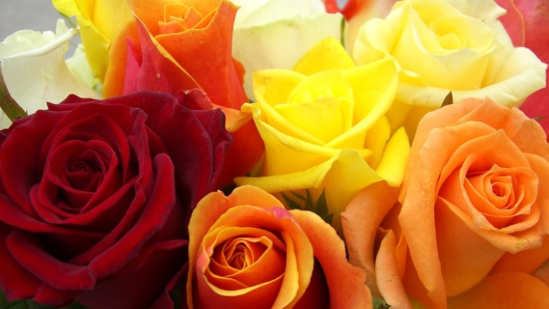 Zoubek Bunte Rosen, © Zoubek Blumen Zoubek Bunte Rosen, © Zoubek Blumen