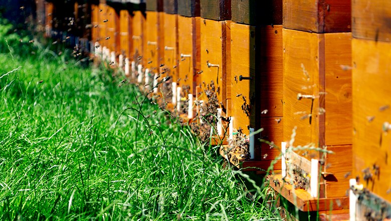 Bienenstöcke, © Sooo gut schmeckt die Bucklige Welt/ Viktoria Kornfeld Eine Reihe von Bienenstöcken auf einer grünen Wiese mit fliegenden Bienen.