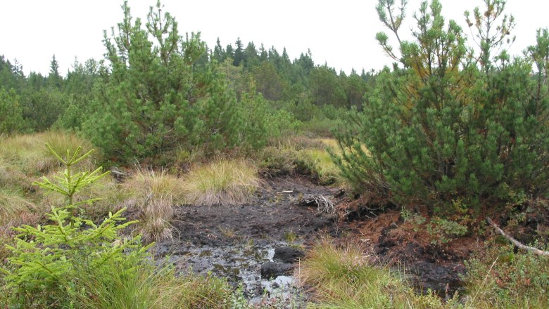Meloner Au, © Meloner Au Sumpfige Landschaft mit Kiefern und Grasbewuchs.