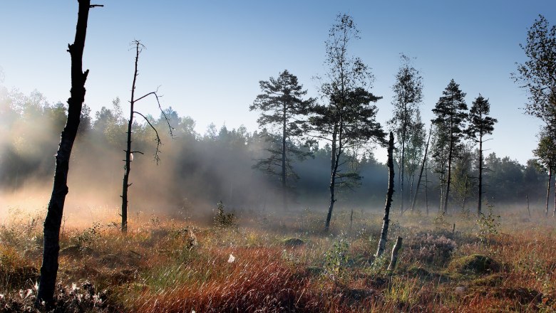 Nebelstimmung im Heidenreichsteiner Moor, © Wolfgang Dolak Nebel im Heidenreichsteiner Moor mit Bäumen und Gras im Vordergrund.