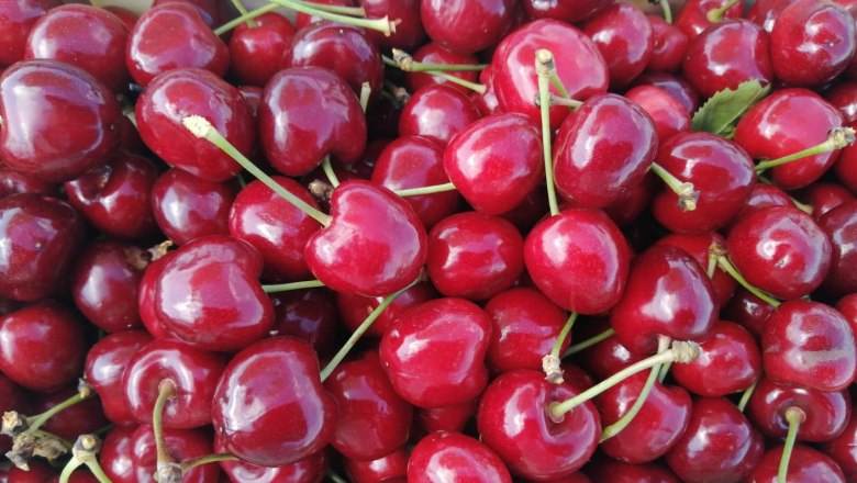 Kirschengarten Bruck/Leitha, © Nicole Windholz Ein Korb voller roter Kirschen mit grünen Stielen. Kirschengarten Bruck/Leitha