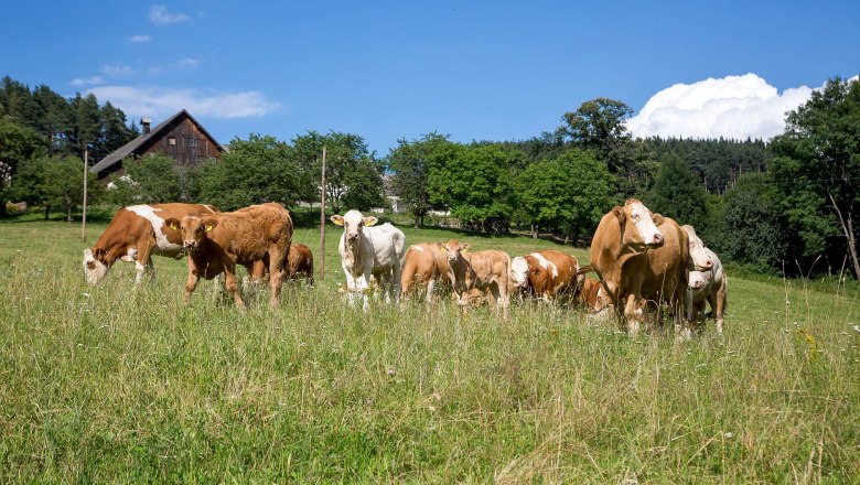 Die Kühe fühlen sich auf den Wiesen wohl, © Wachahof Kühe grasen auf einer grünen Wiese mit einem Bauernhaus im Hintergrund.