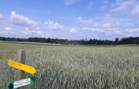 Feld, © Stadtgemeinde Schrems Feld, © Stadtgemeinde Schrems