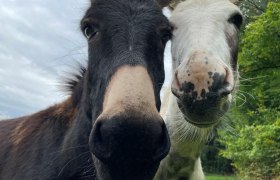 esel-am-karnerhof, © Karnerhof esel-am-karnerhof, © Karnerhof