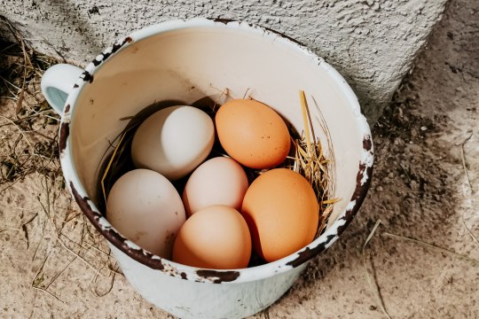 Frische Bio-Eier vom Bauernhof, © Maunzimadame