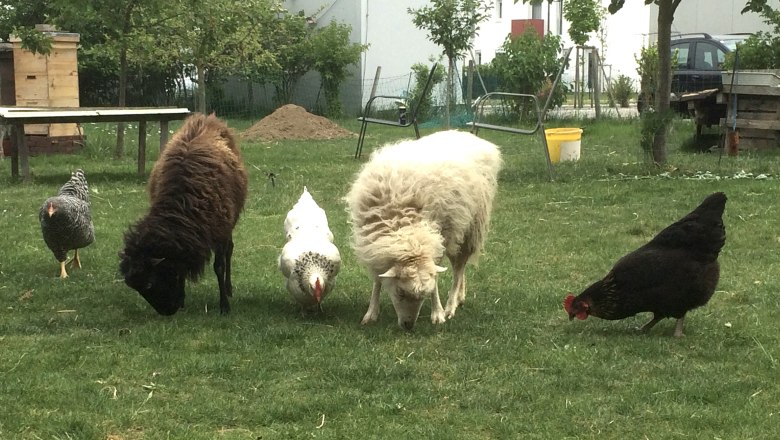 Unsere Tiere, © Haus Sonnenuhr, Lackenbauer Unsere Tiere, © Haus Sonnenuhr, Lackenbauer