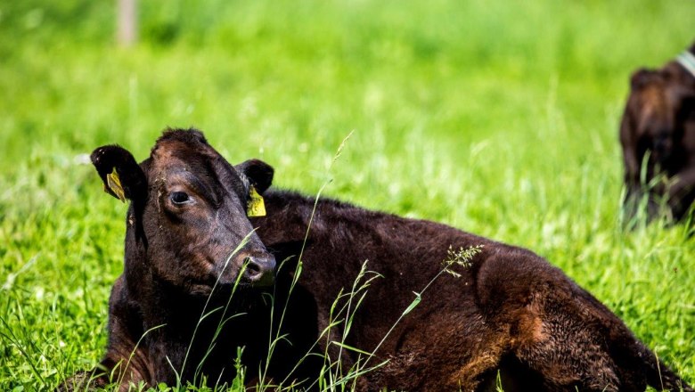 Bio-Wagyuhof Reingrub, © Theo Kust Bio-Wagyuhof Reingrub, © Theo Kust