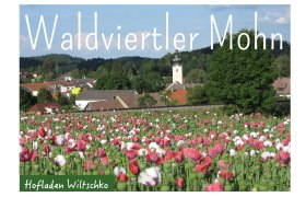 Mohn, © Hofladen Wiltschko Mohn, © Hofladen Wiltschko