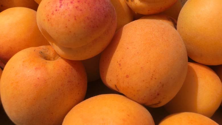 Marillen, © Weinviertel Tourismus Marillen, © Weinviertel Tourismus