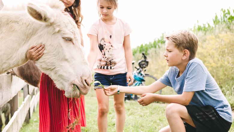 Wachauer Eselabenteuer, © Niederösterreich Werbung / Stefan Fürtbauer Wachauer Eselabenteuer, © Niederösterreich Werbung / Stefan Fürtbauer