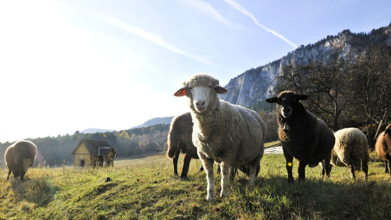 Ich habe Määähchtig prächtig viel zu erzählen, © Naturparke Niederösterreich/Robert Herbst Ich habe Määähchtig prächtig viel zu erzählen, © Naturparke Niederösterreich/Robert Herbst